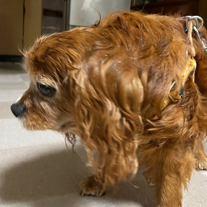 07c72600 9f51 4a94 9431 ab6cd6dd632a 1747436231625