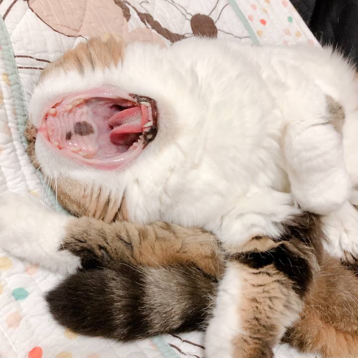 07c7333f c737 48f7 918b 1ce04738e499 1559214321223