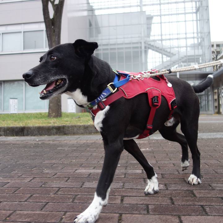 07c8a2b6 d2b2 43fb a274 38813060a022 1680395193260