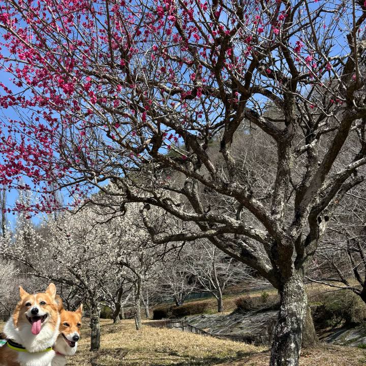 07cbdb0b 6219 411e bec8 13fb24c8e63b 1741917048369