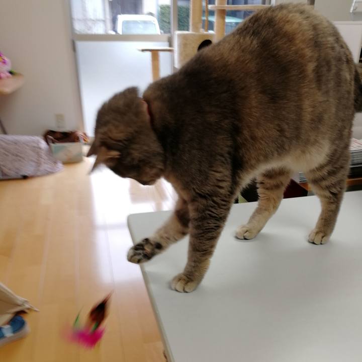 07cd038c 0983 4774 bf11 19a9c06a0cb3 1544580087985