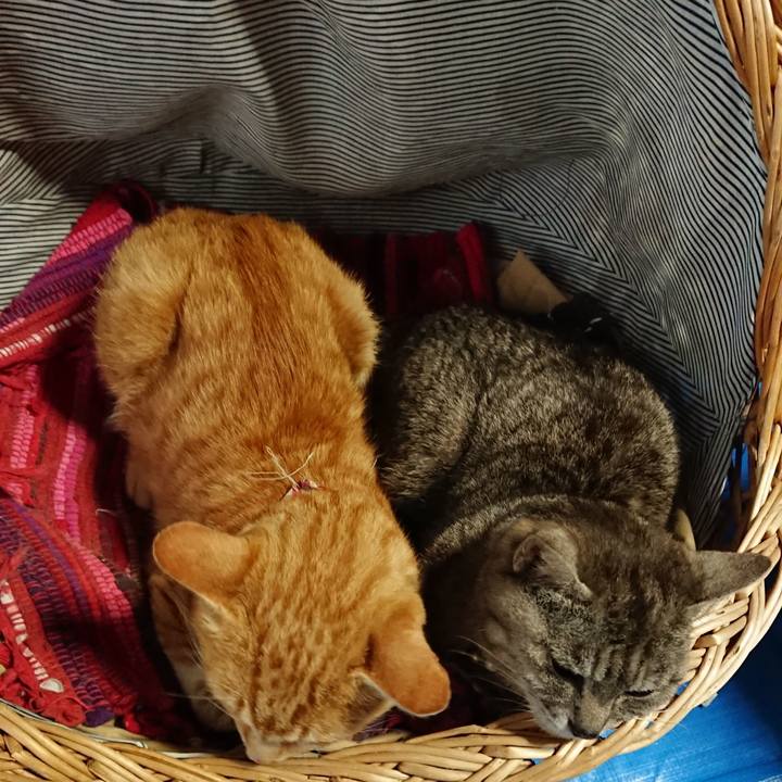 07ce4544 20b4 4866 bb24 5e3be6640d7c 1562400672492