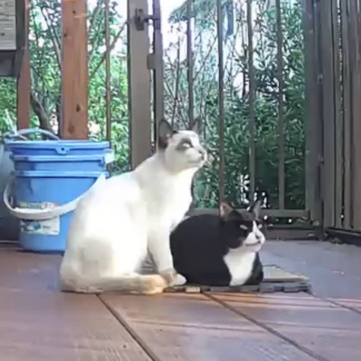 07cf059a 5b5d 4f51 b707 bba5d4f30fe6 1732305225483