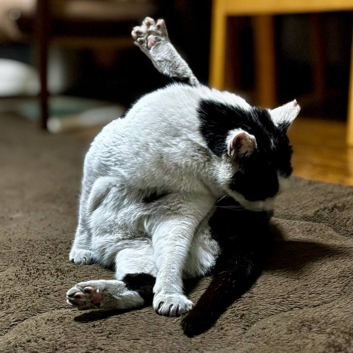 07cfd1fd d03b 41a5 804c 13c7a64b115d 1770697975211