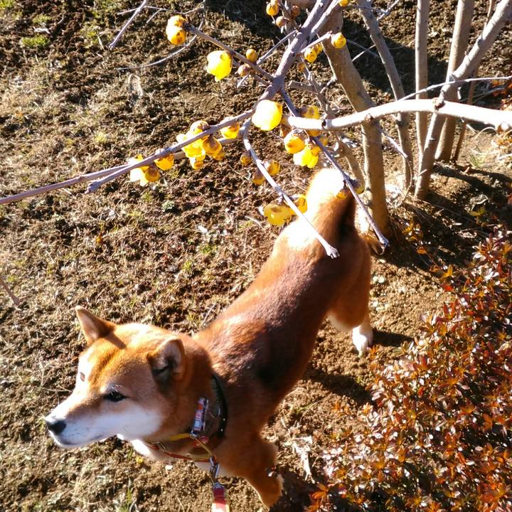 07d676dd f230 4230 934b ad615105e0d9 1517988047222