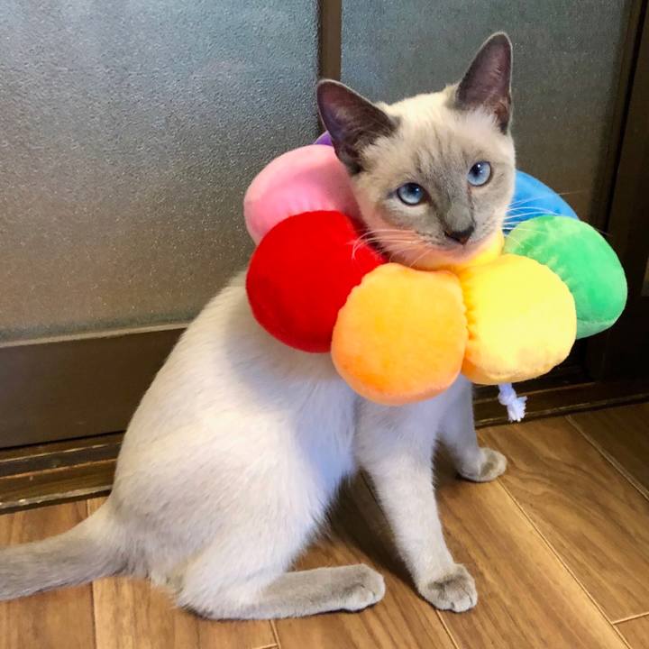 07d710b7 e4de 4104 9426 d56567668cc3 1580123139097