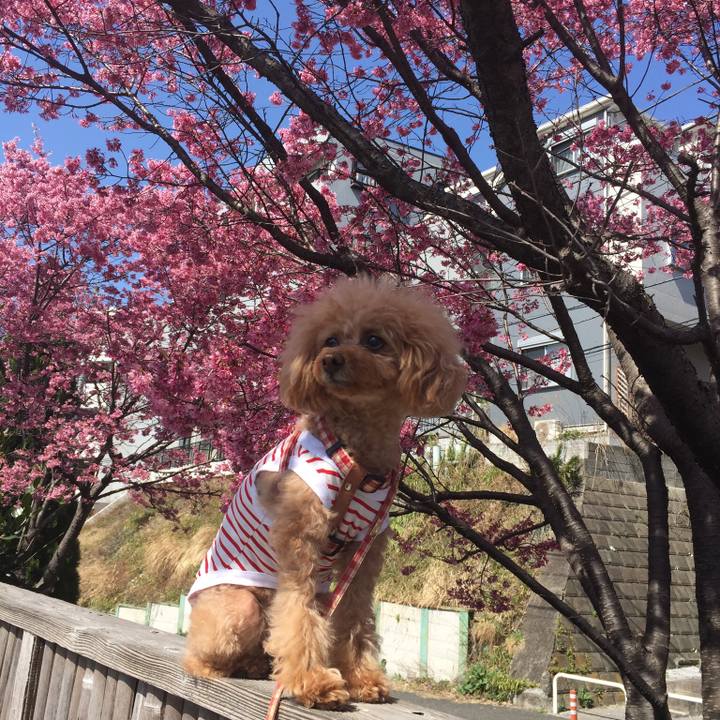 07d88f1c 3952 4c1f 8931 a6328163a64e 1521013519530