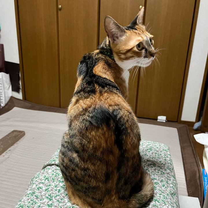 07de6b4c a382 468c 9fde 0543f06dad36 1718836313925