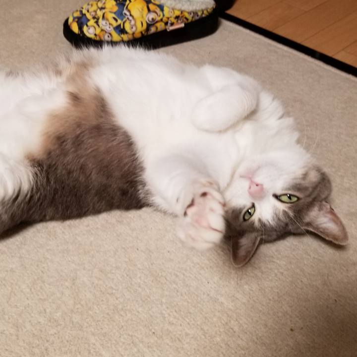 07df6d45 0e7b 4e2a 95c6 e11aa9ce4ace 1612620165513