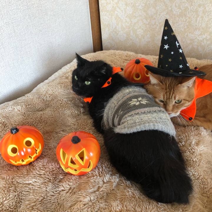 07e169f5 11c8 4845 b2e2 99236dd7d9d5 1635035988054