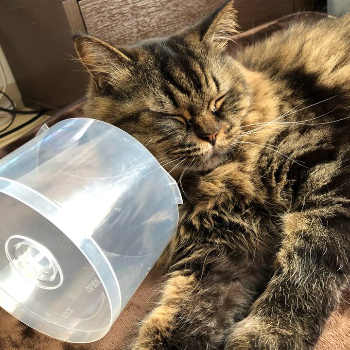 07e1a8b6 1dfd 4e9e b4bc 7ccca3c92f69 1541296848071