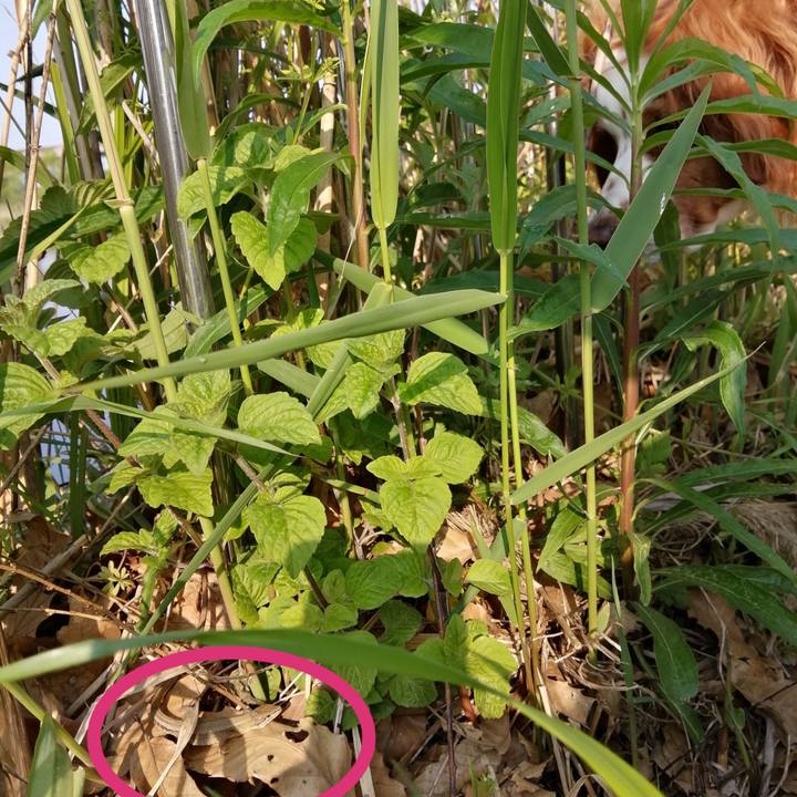 07e24451 6c78 4346 9c04 3f477aacc957 1588291649307