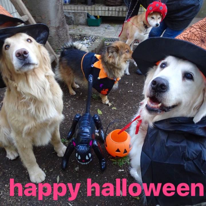 07e41fd5 0799 448b 8173 7d149dadcf39 1509403262468