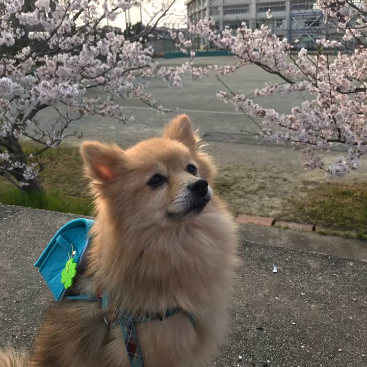 07e64caa bf85 4aaf a231 a53ce9030ba4 1554795183605