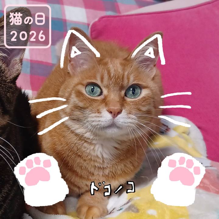 07e8fbfc b6d8 424a adb4 fb375a322075 1771734068772