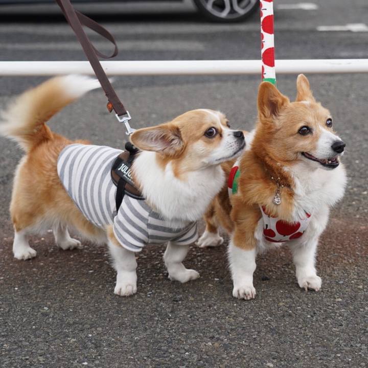 07e90b38 e95a 4749 b013 74a4a2efc1e0 1583545553179