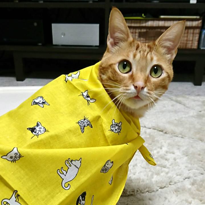 07ea1ddc 8716 4106 8eca 4ade4255d511 1521716100267