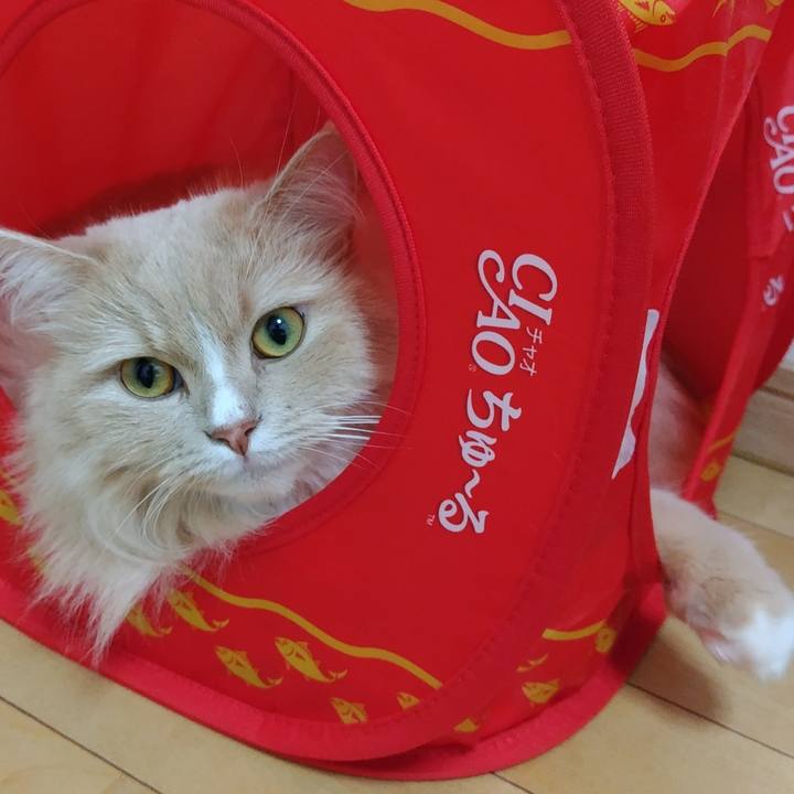 07eb6b11 68d3 4a32 8c52 8ee7a6f47b43 1689507348343