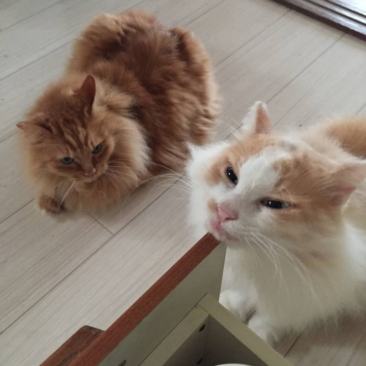 07ed4453 8d51 4663 b651 8d499dd21b21 1531426865237