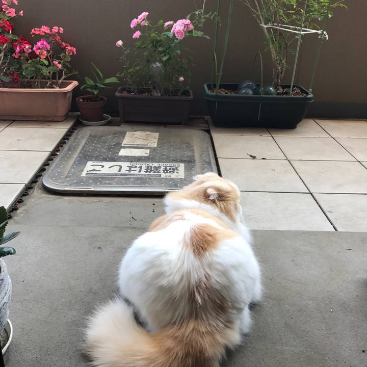 07ee381a ff2b 431f bc50 4f78a59f0c8d 1526856089402