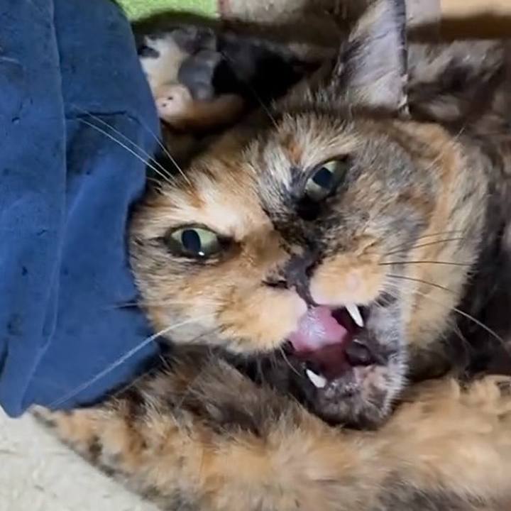 07ee42ec ff50 4bd0 b433 06cee497efcc 1753730767598