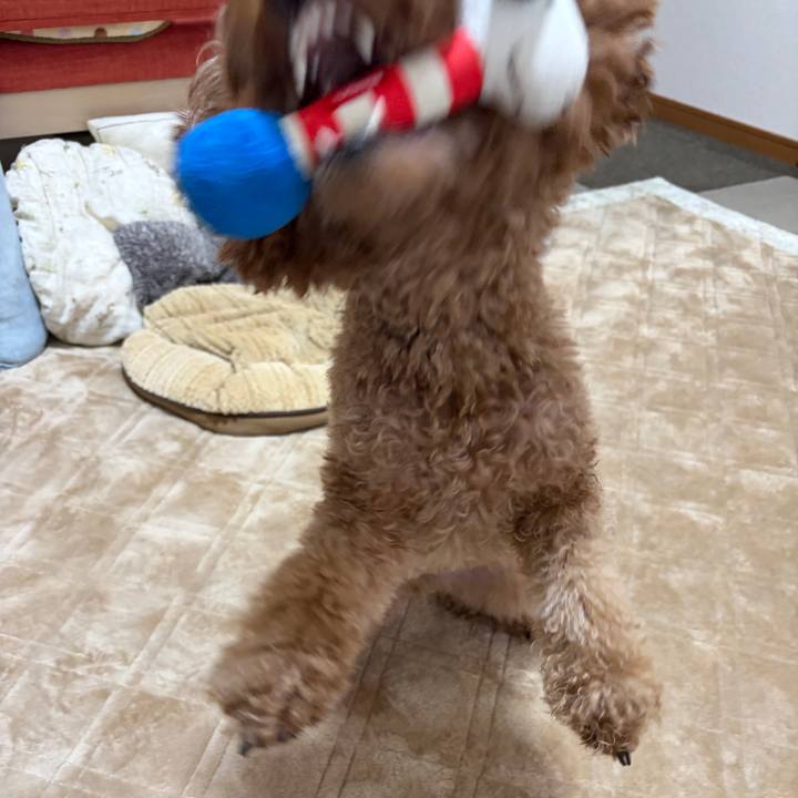 07f2433e 9183 4203 9323 915c7acd2093 1765408975557