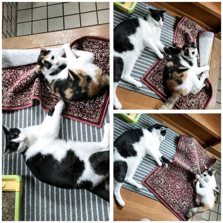 07f4c262 3736 4882 b64c f622479d670e 1509077767635