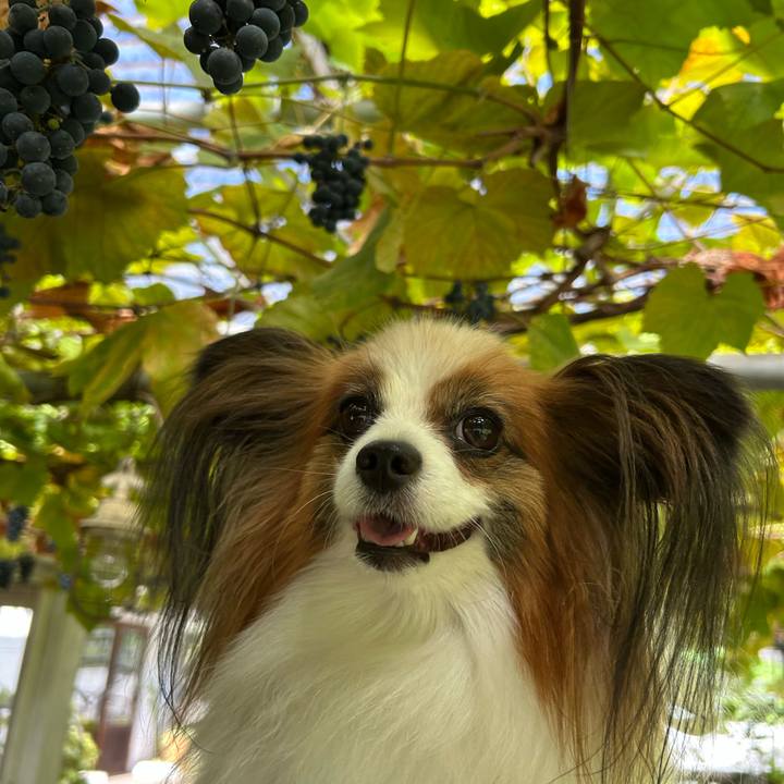 07f5547a adbf 42ea a48f db6983999234 1759833661258