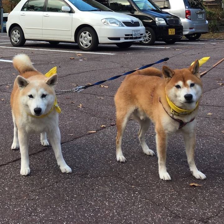 07f5d263 1374 4748 95b6 5e9e05a3bf81 1510922078428