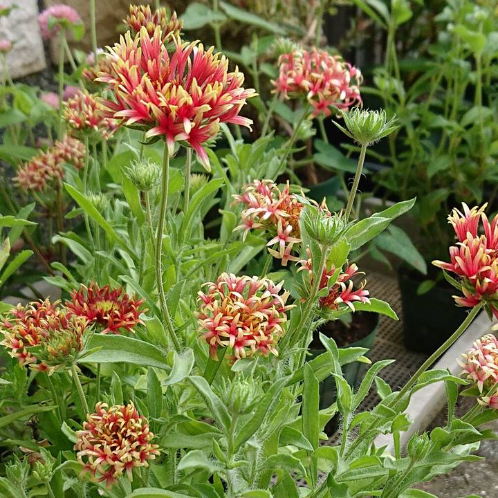 07f60ad9 22f2 41f1 a4b8 40e231a695b5 1597747940961