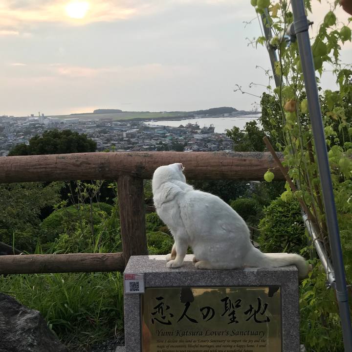 07f8c0c1 a45a 47f2 a796 b983ee324920 1532936315736