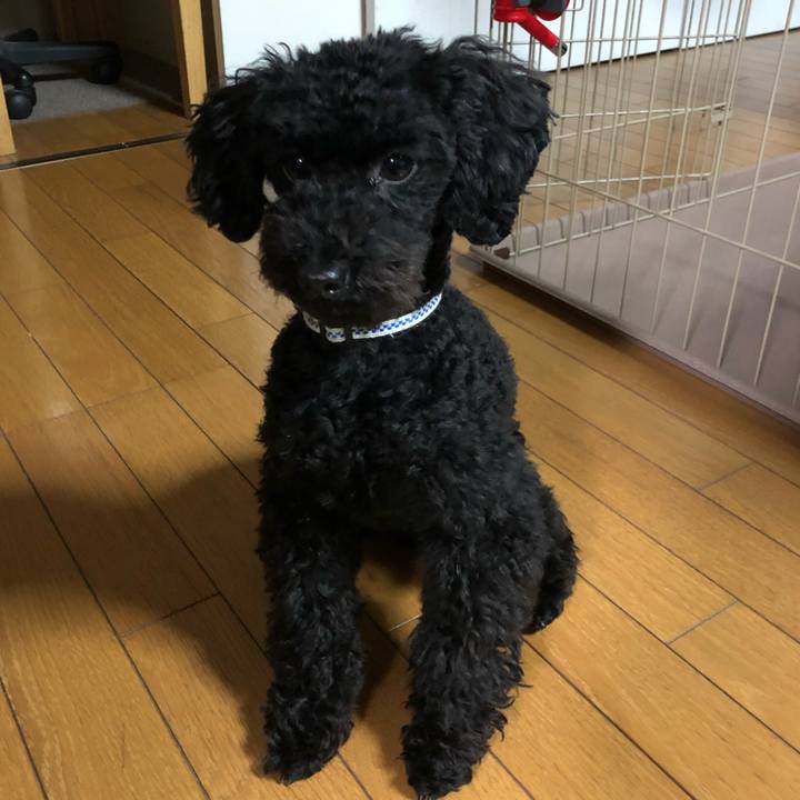 07f9cc12 f5a0 4dcc 8630 c13326b5e0ba 1517099147365