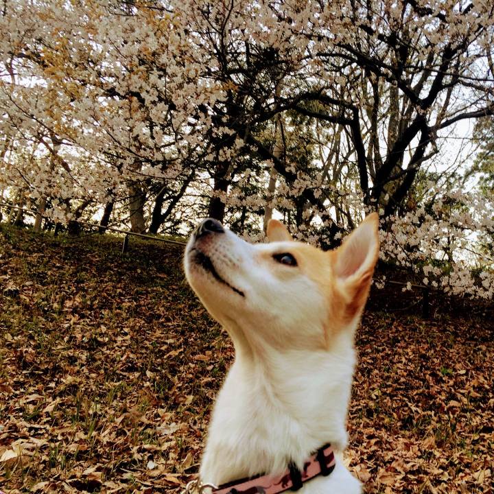 07f9eb19 c604 4ae7 b968 0fa212b5f20b 1554114776482