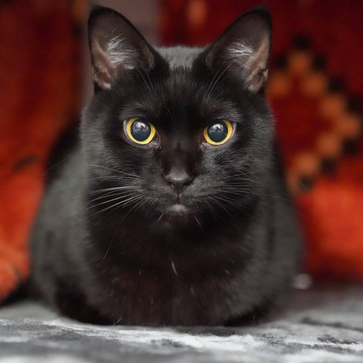 07faef17 7eb4 4834 a128 a9e8e898c26c 1576676603937