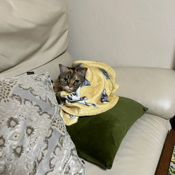 07fc1ff2 7c2a 4793 a3dc bd523ed80e5b 1760432406642