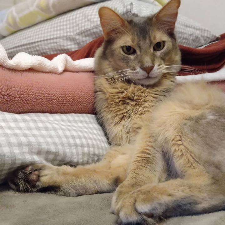 07fc6258 3270 481b bcba c11a87a52cba 1619874968688