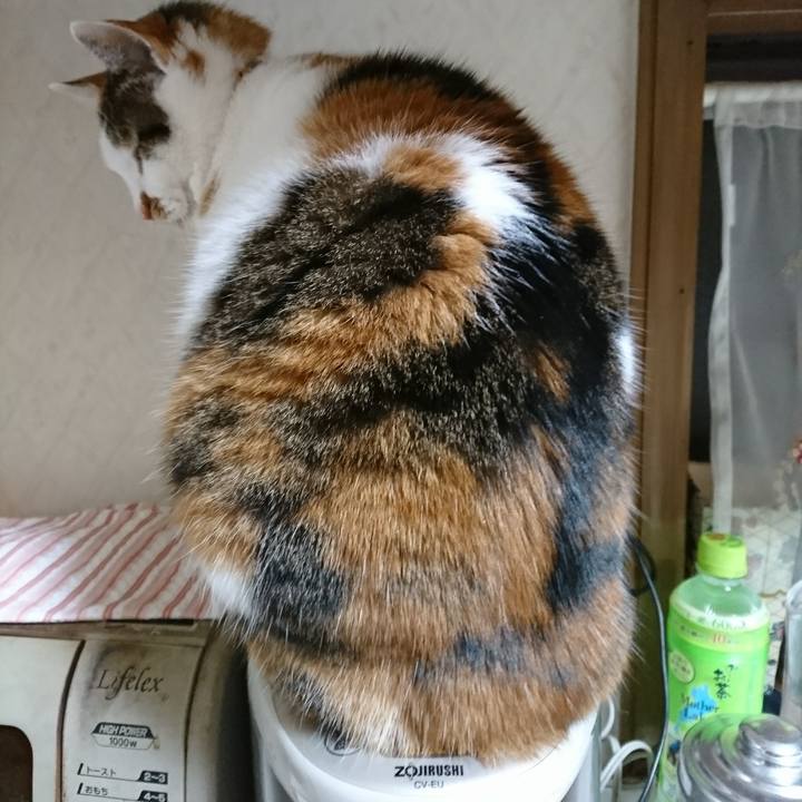 08032168 05d3 4ae9 a1d0 8eb2a94f0cf5 1519481609529