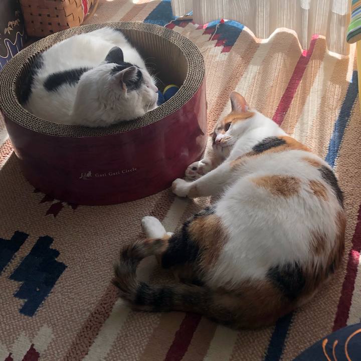 08033069 55c3 4472 9c2f ab2238ce9f78 1586867291016