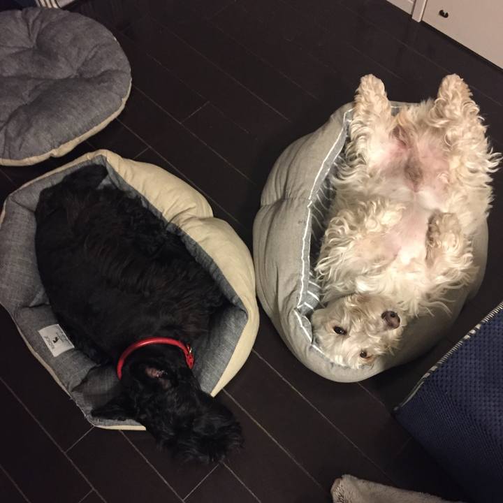 080ae18f 73cb 4057 9332 070d45d25460 1509287545387