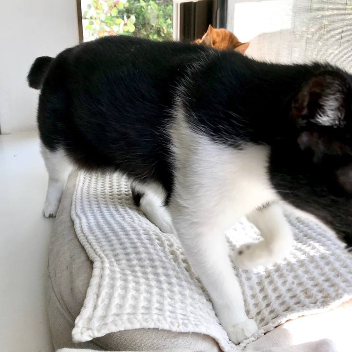 080c08f8 ab1d 4106 955a 2e2bac7b30d6 1522307102238