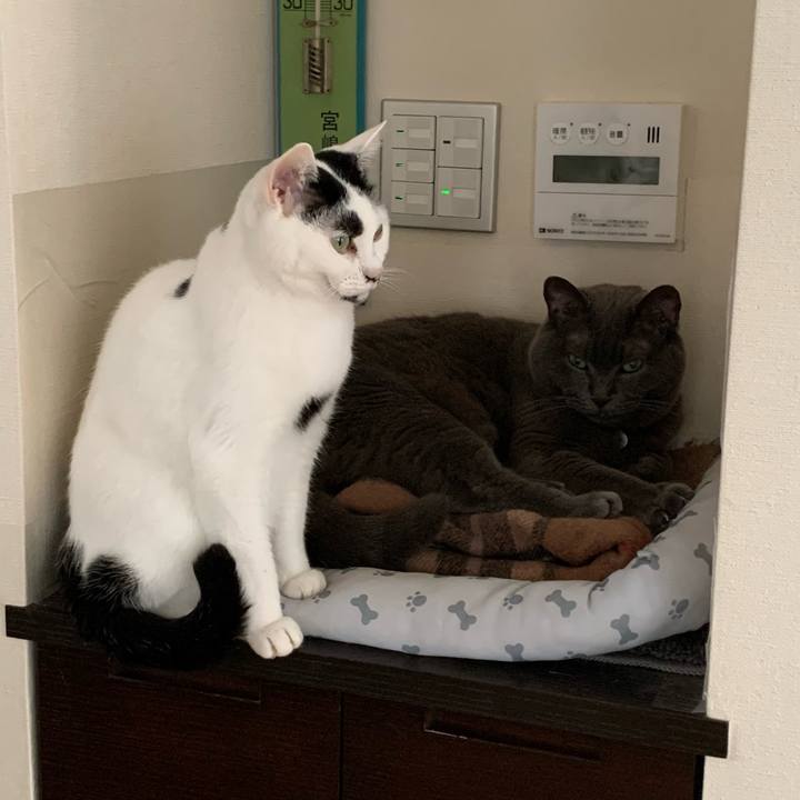 080d6ba3 41d9 4ffd 9dfc d5947a0a2ada 1748131669383