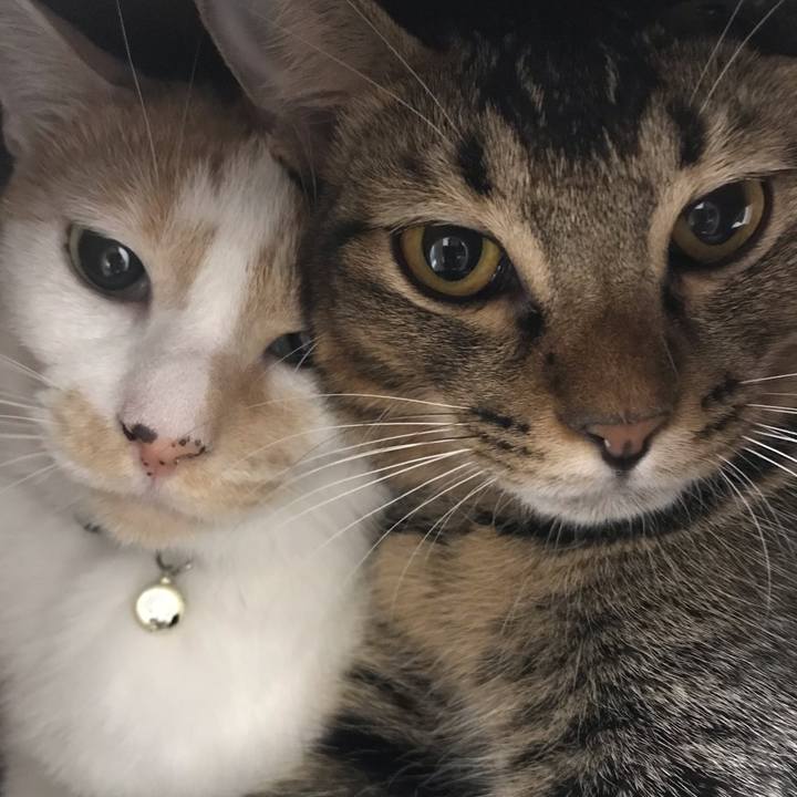 08106e3d b03e 435f bb5b e656e24a4b24 1543411503698