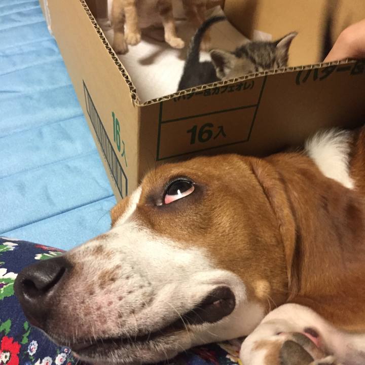 0810ca19 209f 4ae9 8a09 4b6f3413127e 1532527710218