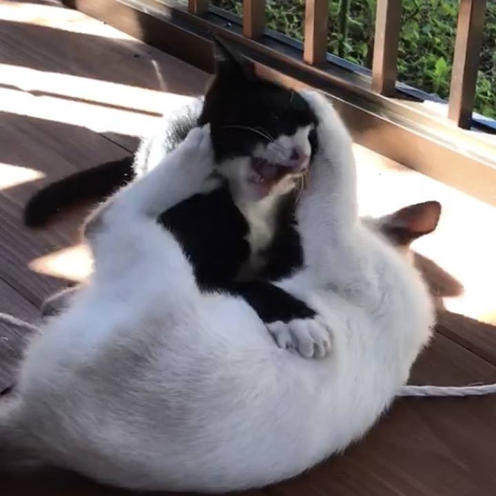 0811bef5 6280 45dd 8f9b e5240d4559ce 1732217892458