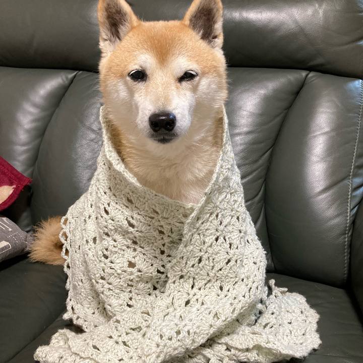 0813e2ca 1b50 4fa3 a29c c4429e495a64 1638791205181