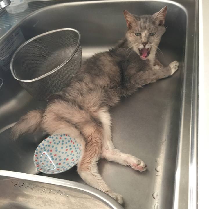 0816218b 10a0 4c08 acbb 2c523177c0eb 1530267865911