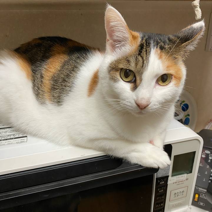 0816f8c1 231c 465d 8241 e07b619c0864 1763476048884