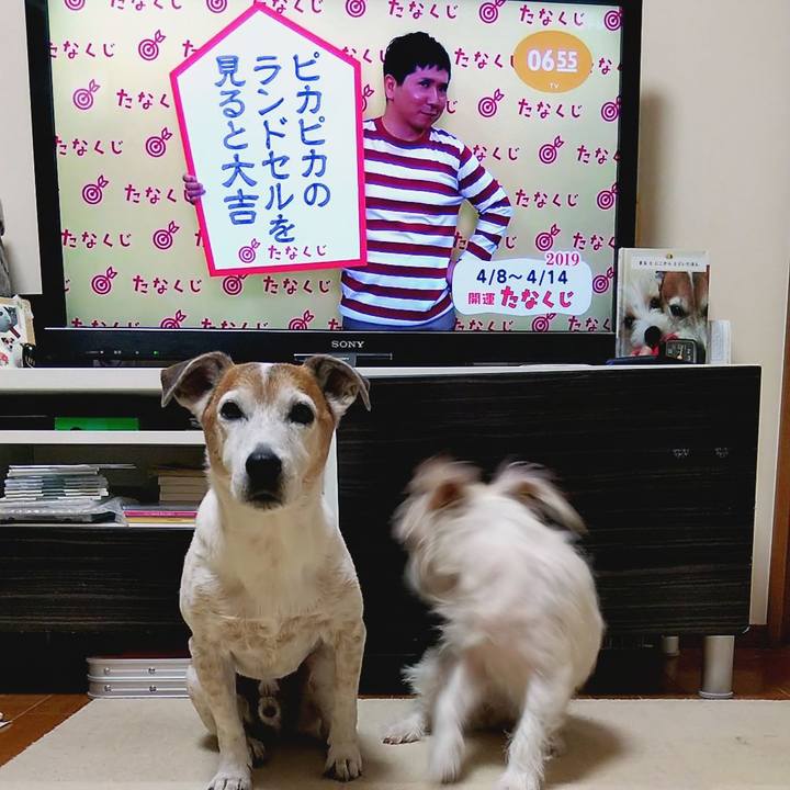 08172da7 f36a 4d69 8c32 1b5cb9204a36 1554676187099