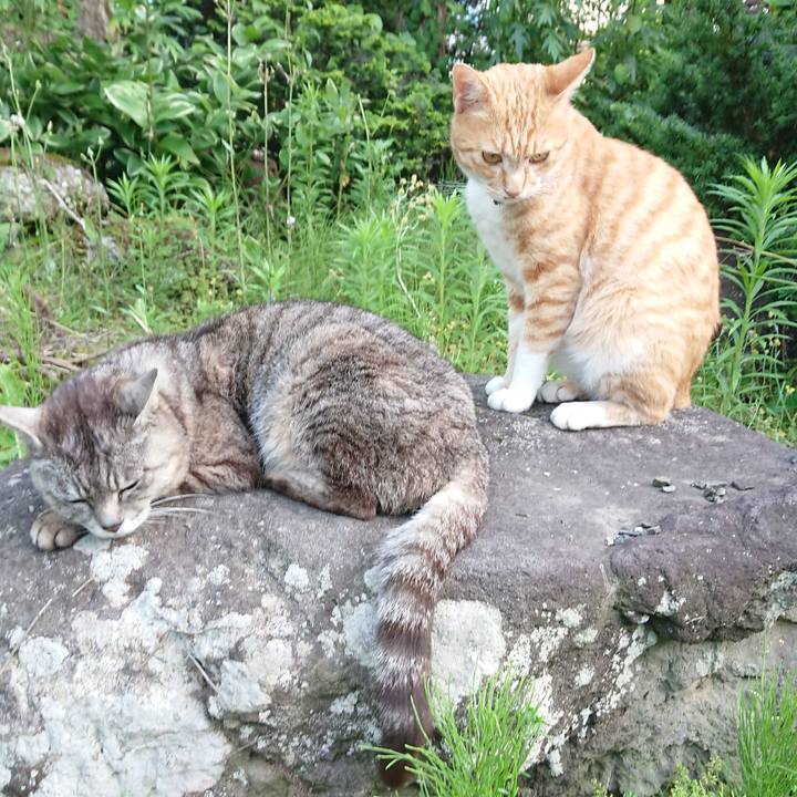 08187492 a330 4944 bc61 a6a9a7c9938a 1563181496253