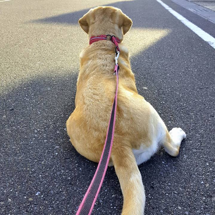 081dac2a 5206 47f4 b175 63c5451277d0 1542422568771